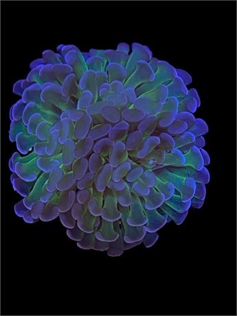 Euphyllia SP, Hammer