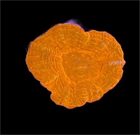 Orange Scoly (Scolymia)