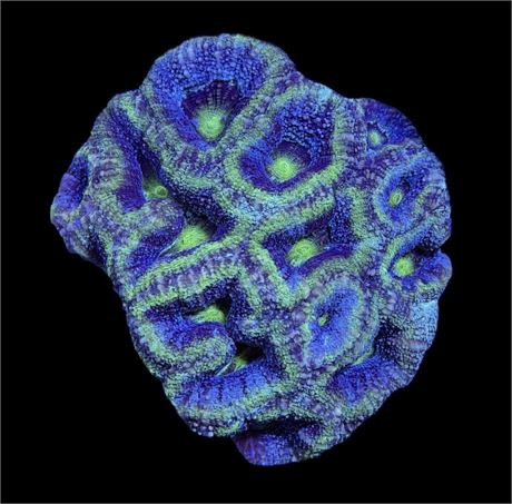 WYSIWYG Glitter UFO Bowerbanki Coral Colony 3.5"