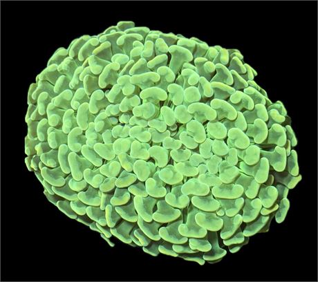 WYSIWYG Jumbo Asian Holy Grail Hammer Coral Colony 6"