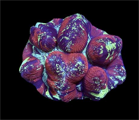 WYSIWYG XL Ultra Rainbow Trachyphyllia/Wellsophyllia Coral 6"