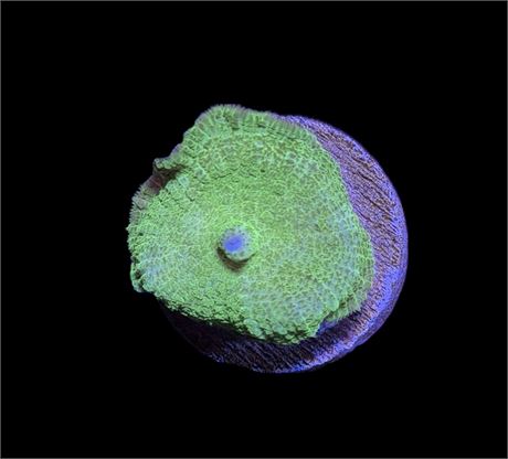 WYSIWYG Green Rhodactis Mushroom Coral 1.5"
