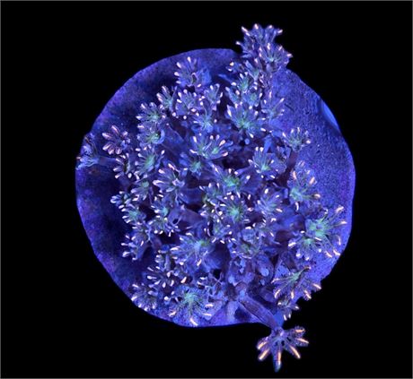 WYSIWYG Highlighter Clove Polyp Coral Colony 4"