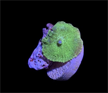 WYSIWYG Green Rhodactis Mushroom Coral 1.5"