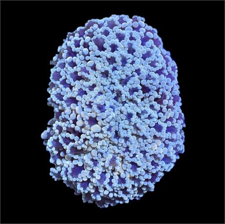 WYSIWYG XXL Ultra Rainbow Kingspawn Coral Colony 6"