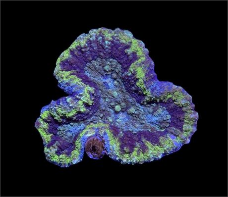 WYSIWYG UFO Lobophyllia Coral 3.5"