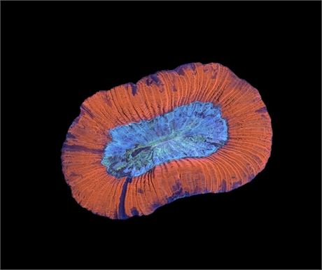 WYSIWYG Ultra Rainbow Trachyphyllia Coral 2.5"