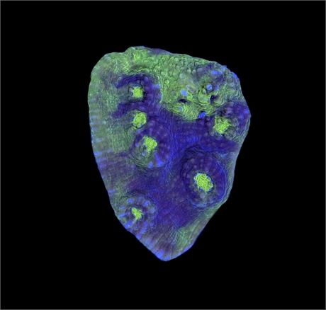 WYSIWYG Buzz Lightyear Chalice Coral 2"