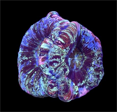 WYSIWYG Natural Double Head Trachyphyllia/Wellsophyllia Coral 5"
