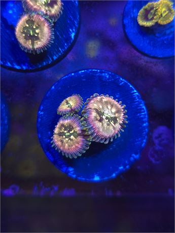 Pink Hawaiian Ding Dang Zoas