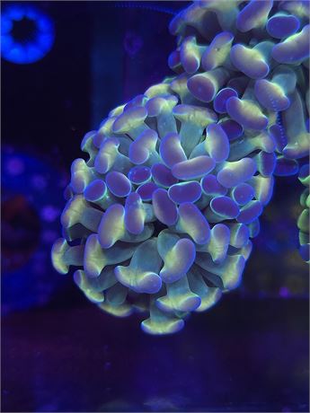 DDA Tropicali Hologram Hammer