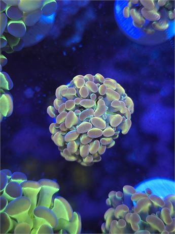 Rainbow Hologram Hammer