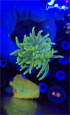 Glitter Holy Grail Torch