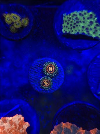 Rainbow Incinerator Zoas