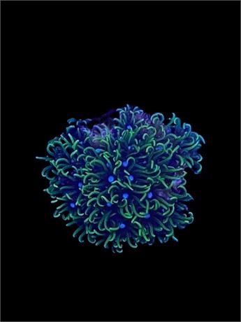 Green Star Polyp (GSP)