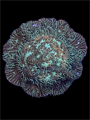 Mint Pavona (ORA Mint Pavona)