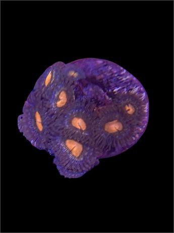 Zoanthid