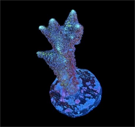 WYSIWYG Birds of Paradise Birdsnest Coral 1.5"