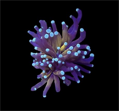 WYSIWYG Tank Grown Tiger Torch Coral 3"