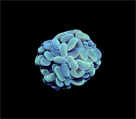 WYSIWYG Hotshot Hammer Coral 1"