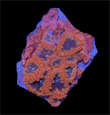 WYSIWYG Black Hole Blastomussa Coral Colony 2.5"