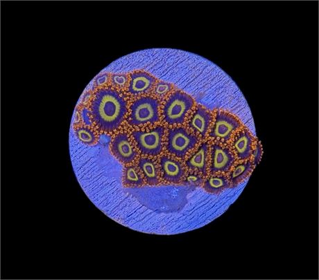 WYSIWYG Fruit Loop Zoanthids
