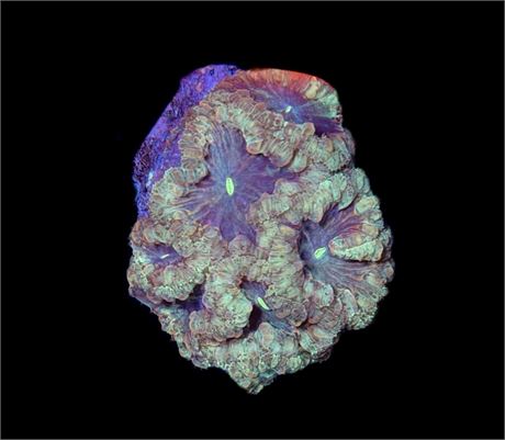 WYSIWYG Gold Rush Blastomussa Coral Colony 2.5"