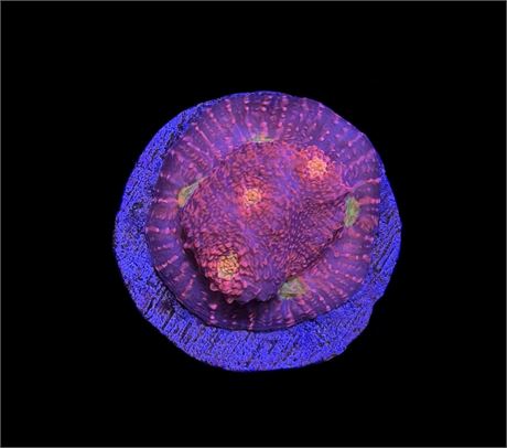 WYSIWYG JF Pink Boogie Chalice 1.5"