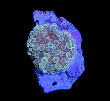 WYSIWYG Rainbow Yuma Mushroom Coral 1.5"