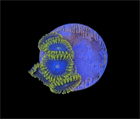 WYSIWYG Smurfette Zoanthids