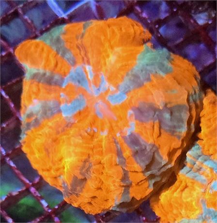 Rainbow Acanthophyllia