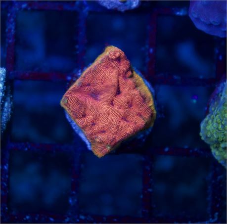 Fallen Horizon Leptoseris