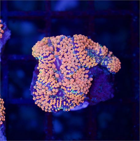 Ultra Orange Florida Ric. JUMBO