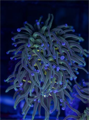 Malaysian Hidden Gold