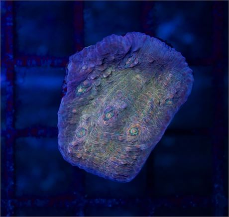 Oil Spill Orange Chalice