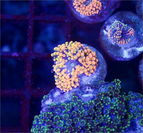 Ultra Orange Florida Ric.