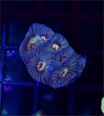 Blue Green Favia with Yellow Red Center