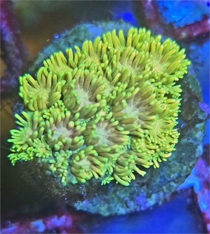 Yellow with Pink Mouth Gonipora
