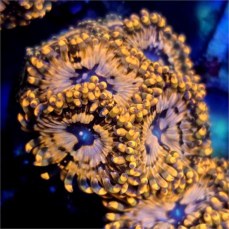 Utter Chaos Zoas