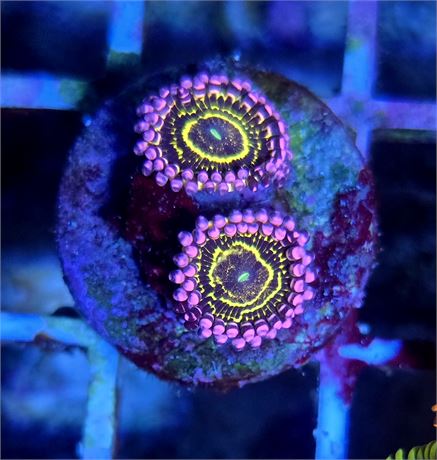 Stratosphere Zoas