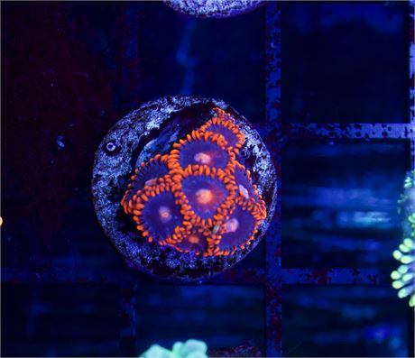 Clementine Zoas