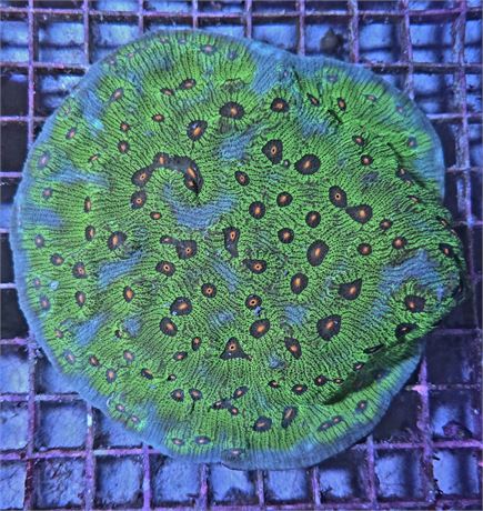 Avatar Chalice Centerpiece