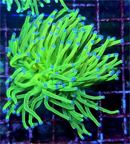 Glitter Holy Grail Torch