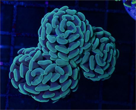 Aussie Forest Green Hammer