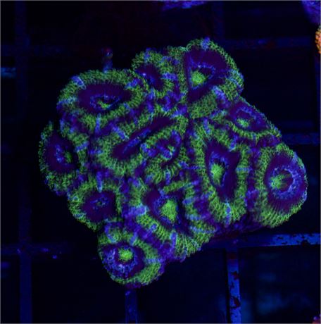 Green Acan Mini Colony