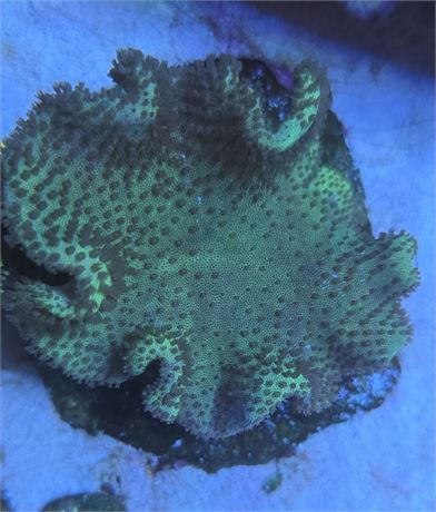 Green Umbrella Leather Coral