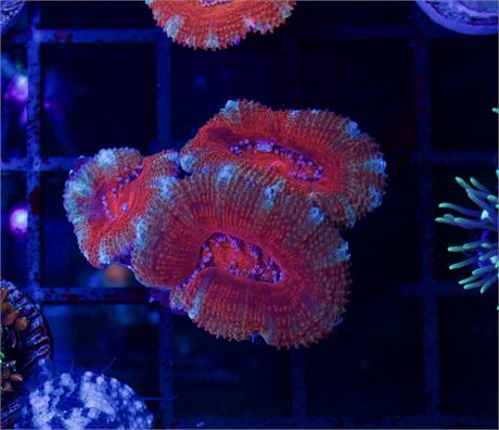 Red and Blue Acan