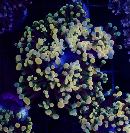 24K Hammer Colony Multiple Heads!