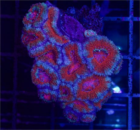 Turquoise Rim Red Acan