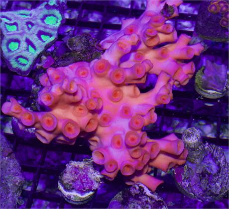 Sun Coral Colony